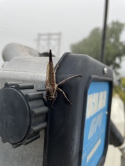 Proctacanthus milbertii