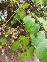 Bridelia cathartica