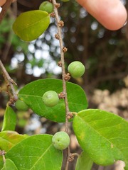 Bridelia cathartica