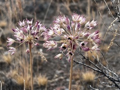 Allium acuminatum