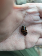 Semisulcospiridae
