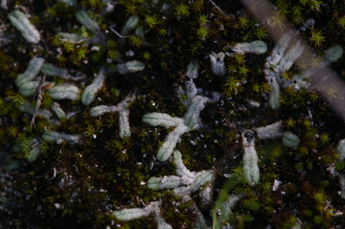 Riccia singularis