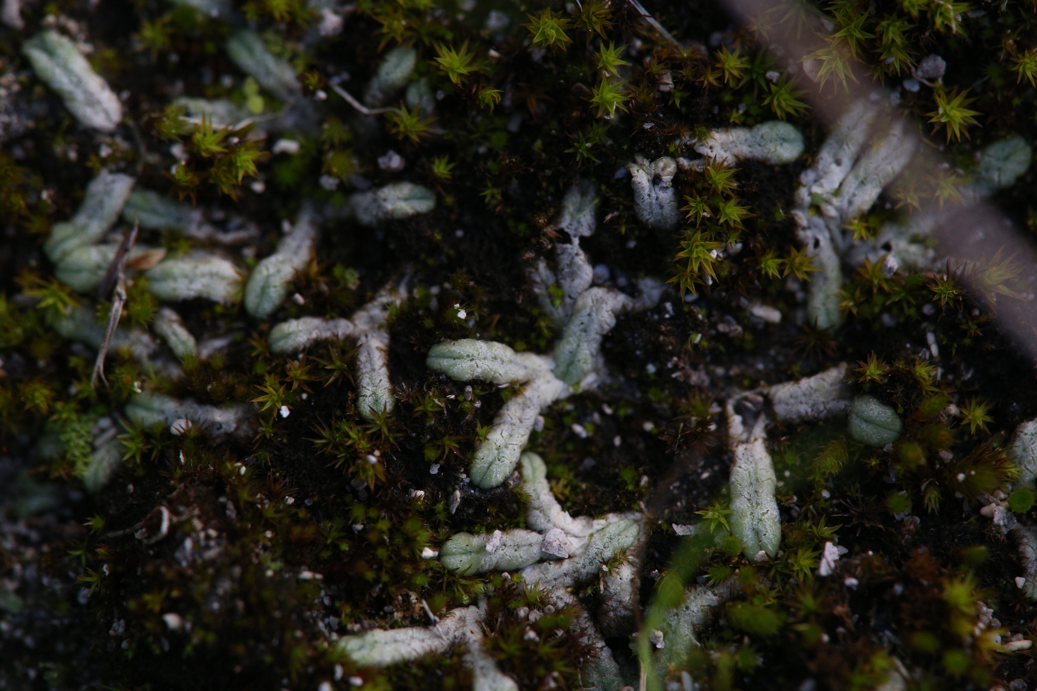 Riccia singularis