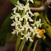 Hidden Bird Orchid - Photo (c) Bart Wursten, some rights reserved (CC BY-NC), uploaded by Bart Wursten