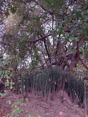 Sansevieria pearsonii