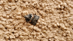 Satole ligniperdalis