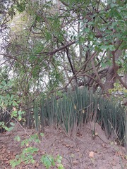 Sansevieria pearsonii
