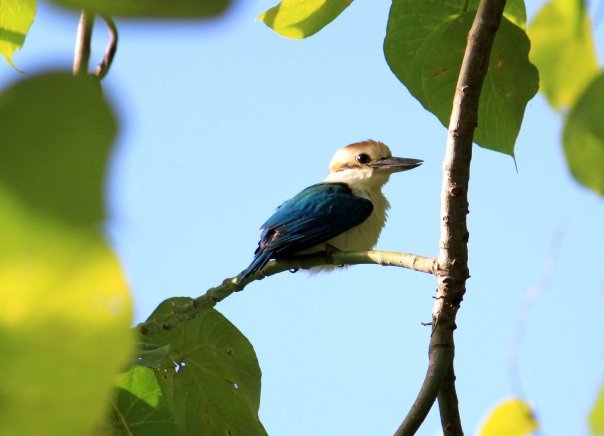 Pacific Kingfisher (Tutuila)