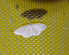Idaea nitidata