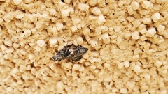 Satole ligniperdalis