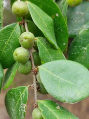 Bridelia cathartica