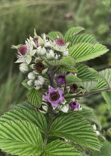 Rubus niveus