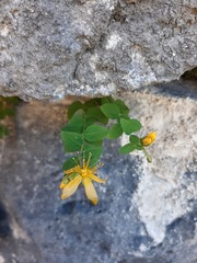 Hypericum nummularium