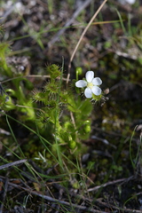 Drosera ramellosa