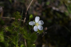 Drosera ramellosa