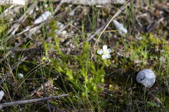 Drosera ramellosa