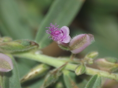 Polygala erioptera