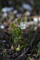 Drosera ramellosa