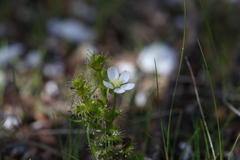 Drosera ramellosa