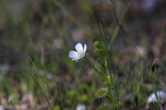 Drosera ramellosa