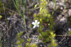 Drosera ramellosa