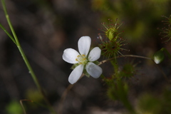 Drosera ramellosa