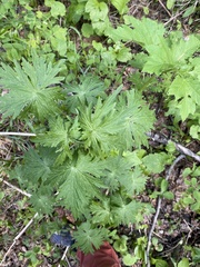 Aconitum delphiniifolium