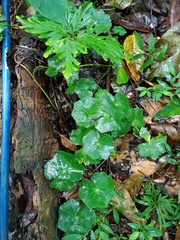 Hydrocotyle javanica