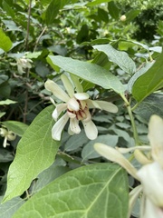 Calycanthaceae