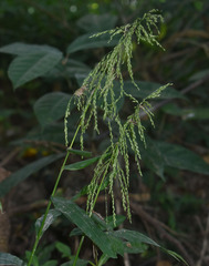 Cyrtococcum oxyphyllum