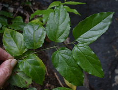 Glossocarya hemiderma