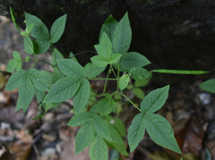 Cleome aculeata