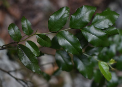 Ventilago ecorollata