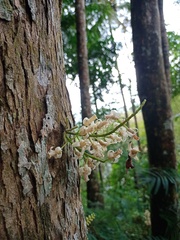 Dysoxylum parasiticum