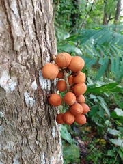 Dysoxylum parasiticum