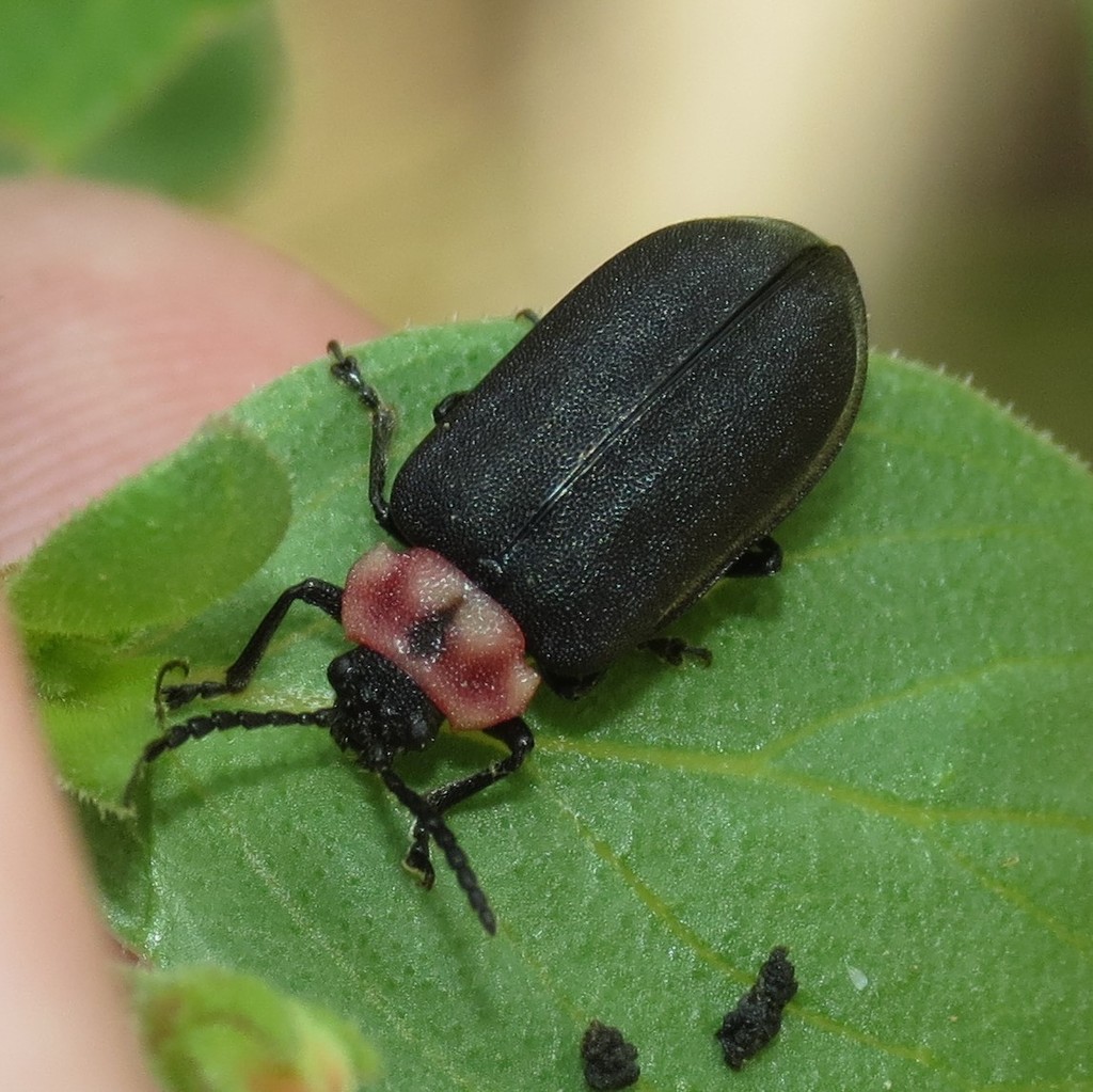 Ophraea