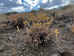 Eriogonum