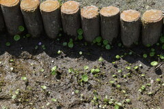 Hydrocotyle verticillata triradiata