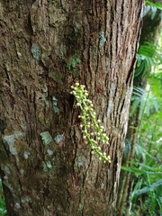 Dysoxylum parasiticum