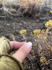 Eriogonum