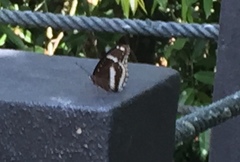 Hypolimnas bolina