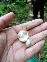 Dysoxylum parasiticum