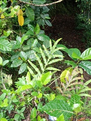 Microsorum membranifolium