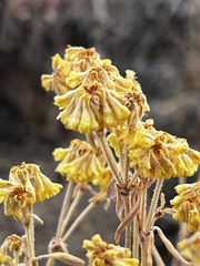 Eriogonum