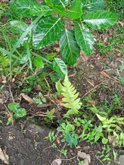 Tectaria subsageniacea