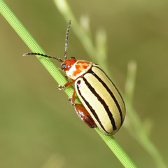 Kuschelina tenuilineata