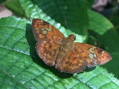 Pseudocoladenia dan dhyana