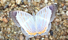 Cyrestis themire themire