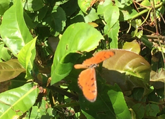 Acraea terpsicore