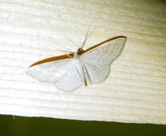 Idaea rufaria